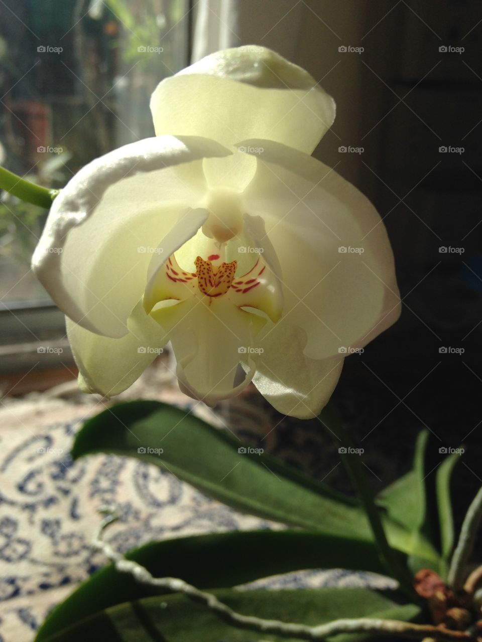 White orchid in bloom. Beautiful white orchid