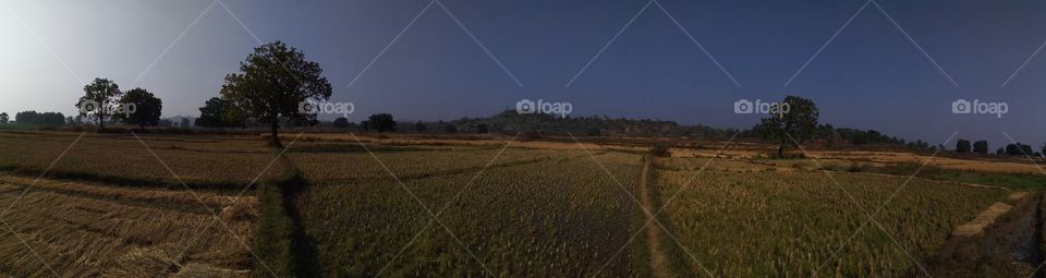 Agriculture in village