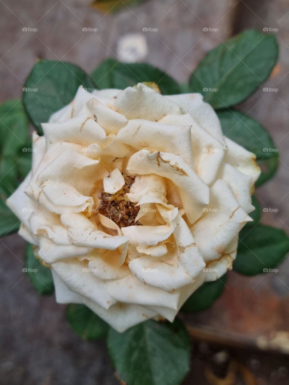 White rose  - closeup