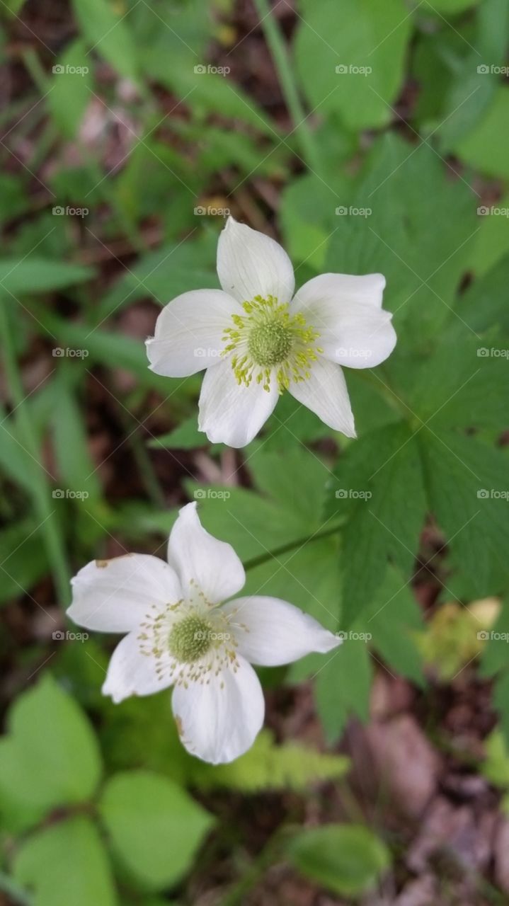 Flowers