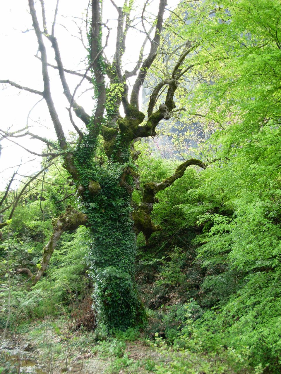 Forest Greece