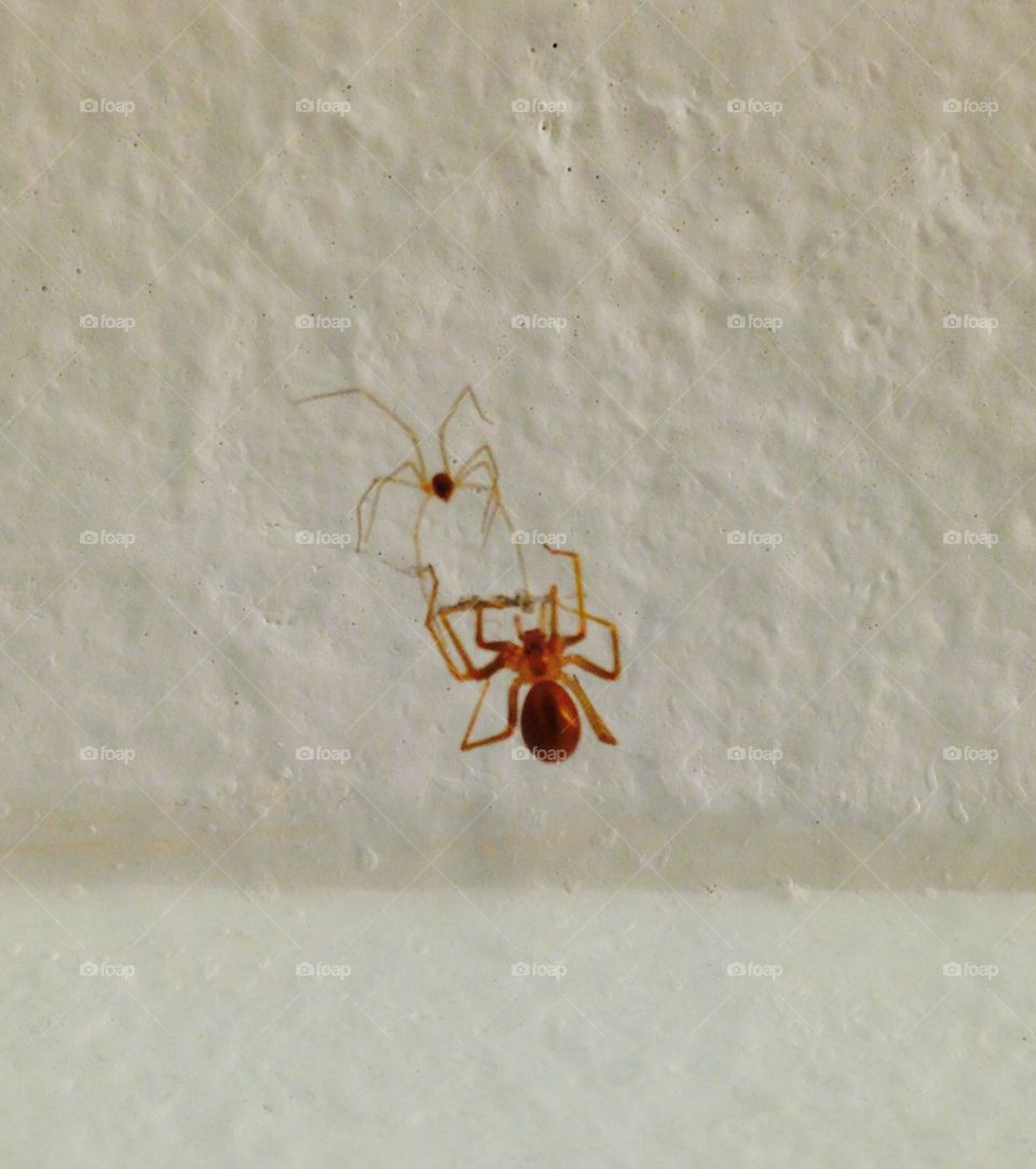 Ant Working to Safe His Life