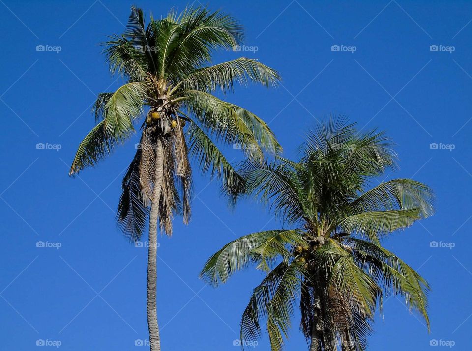 Cocconunt tree. Famous village tree for sub - tropical region of the district. Have many advantages tree to the human. The water believe to neutralize poison in to the body. And many people, citizen keep as a ornament plant at the garden in short .