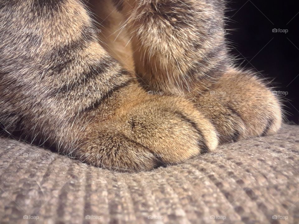 Cute Fluffy cat paws