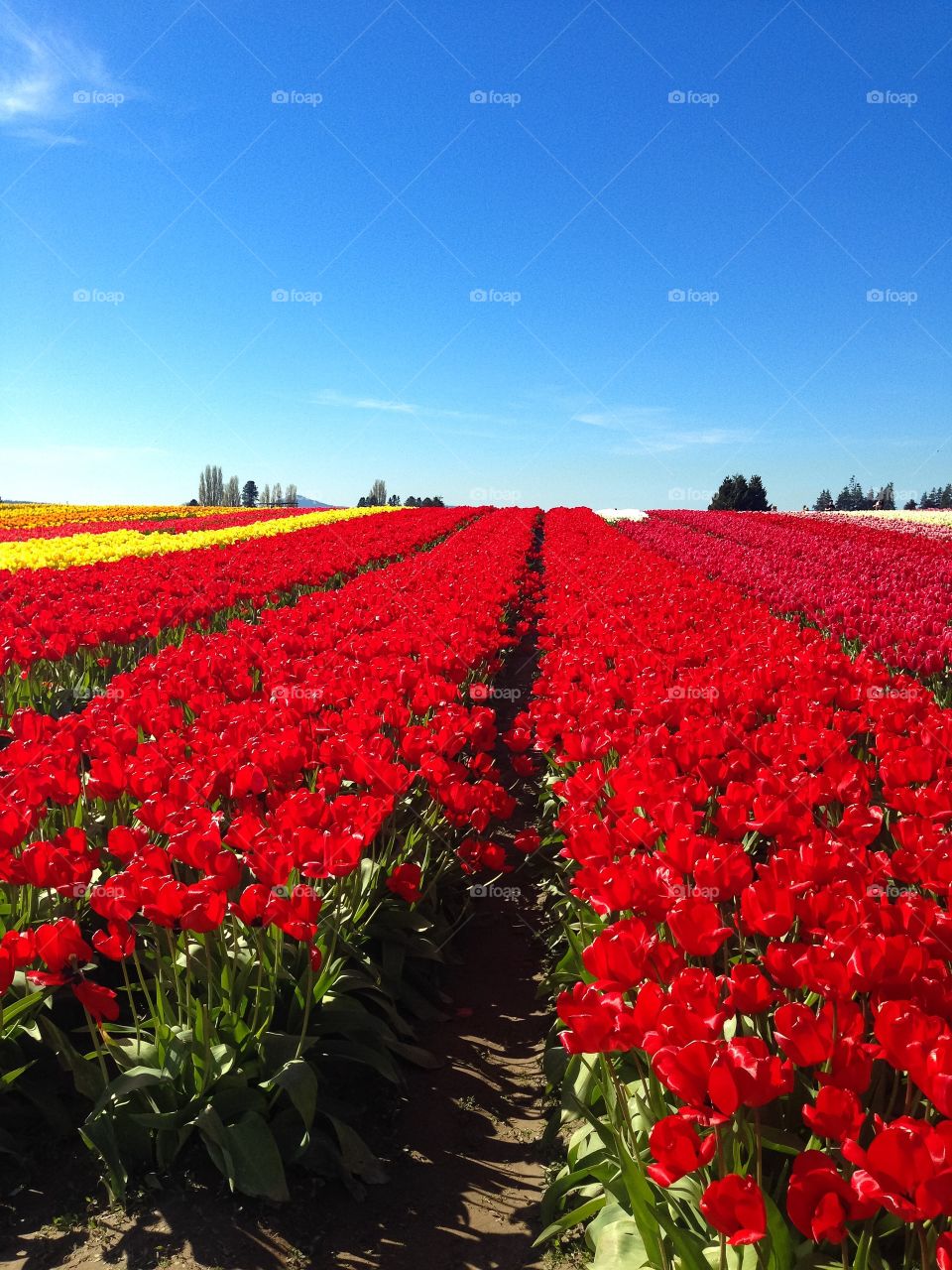 Tulip fields 
