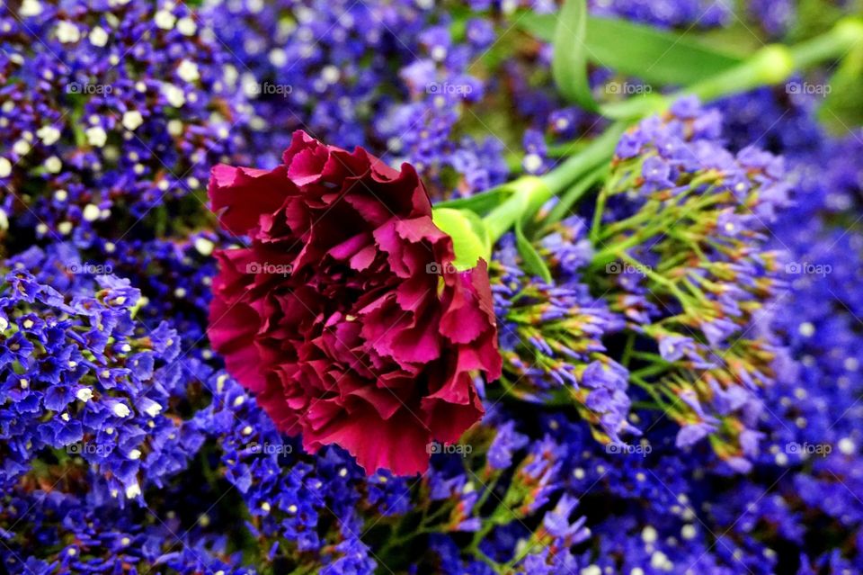 Violet Carnation flower