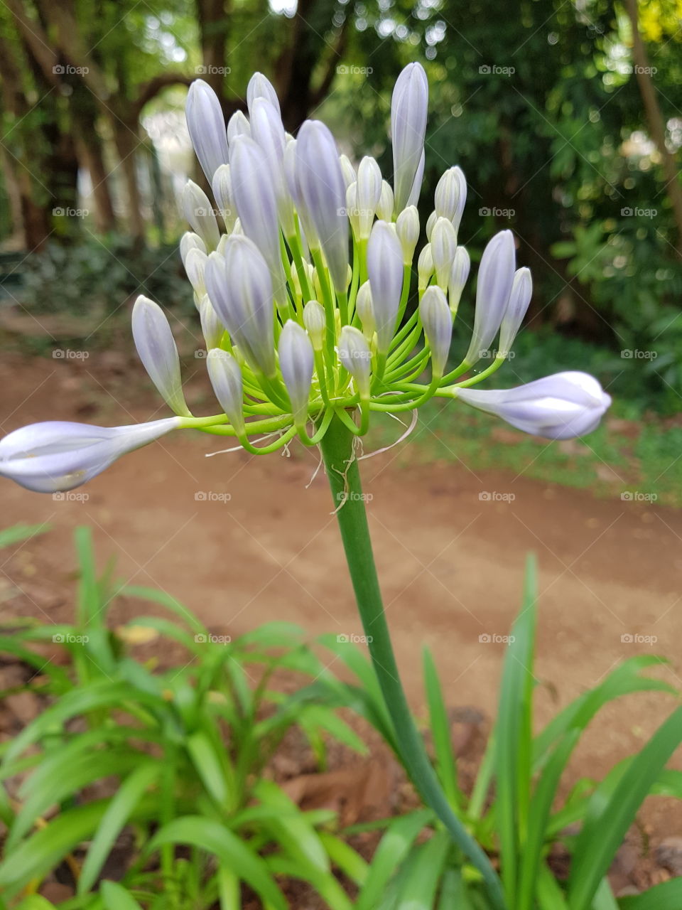 flores agapanthus