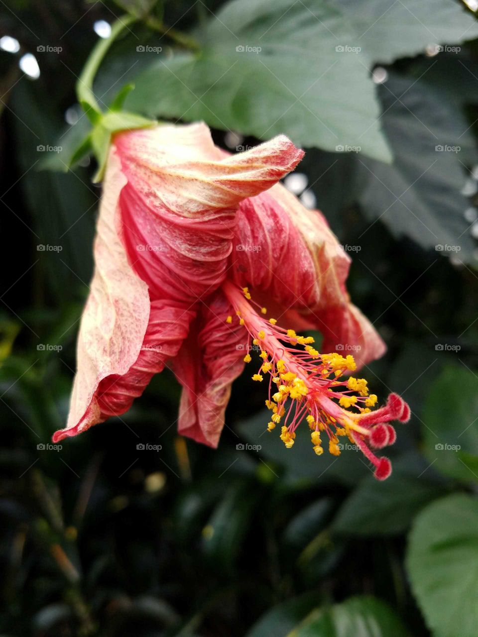 Portrait of a Hibiscus flower putting on a show