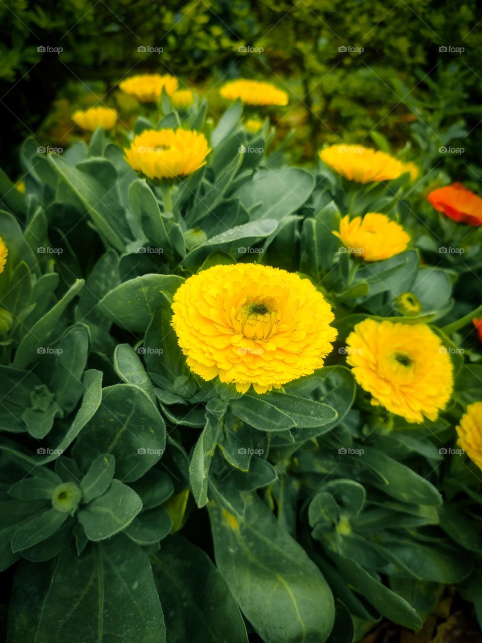 beautiful yellow flowers