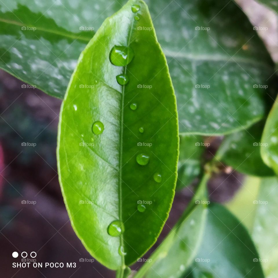 Beautiful droplets on green leaves.