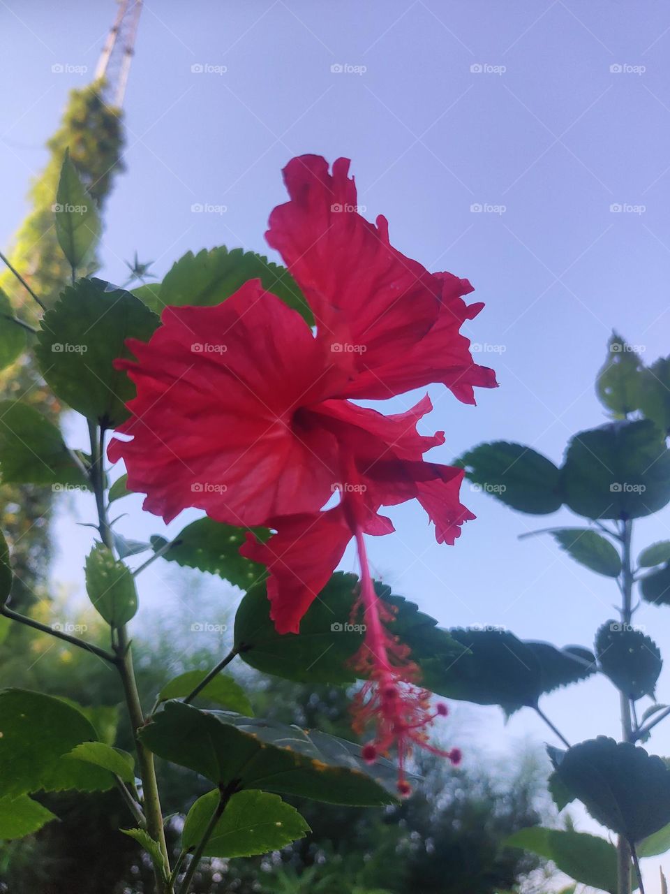 Red Flower