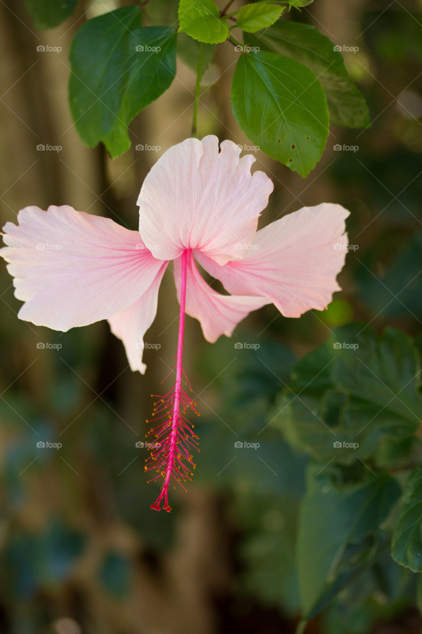Pink Hibiscus 
