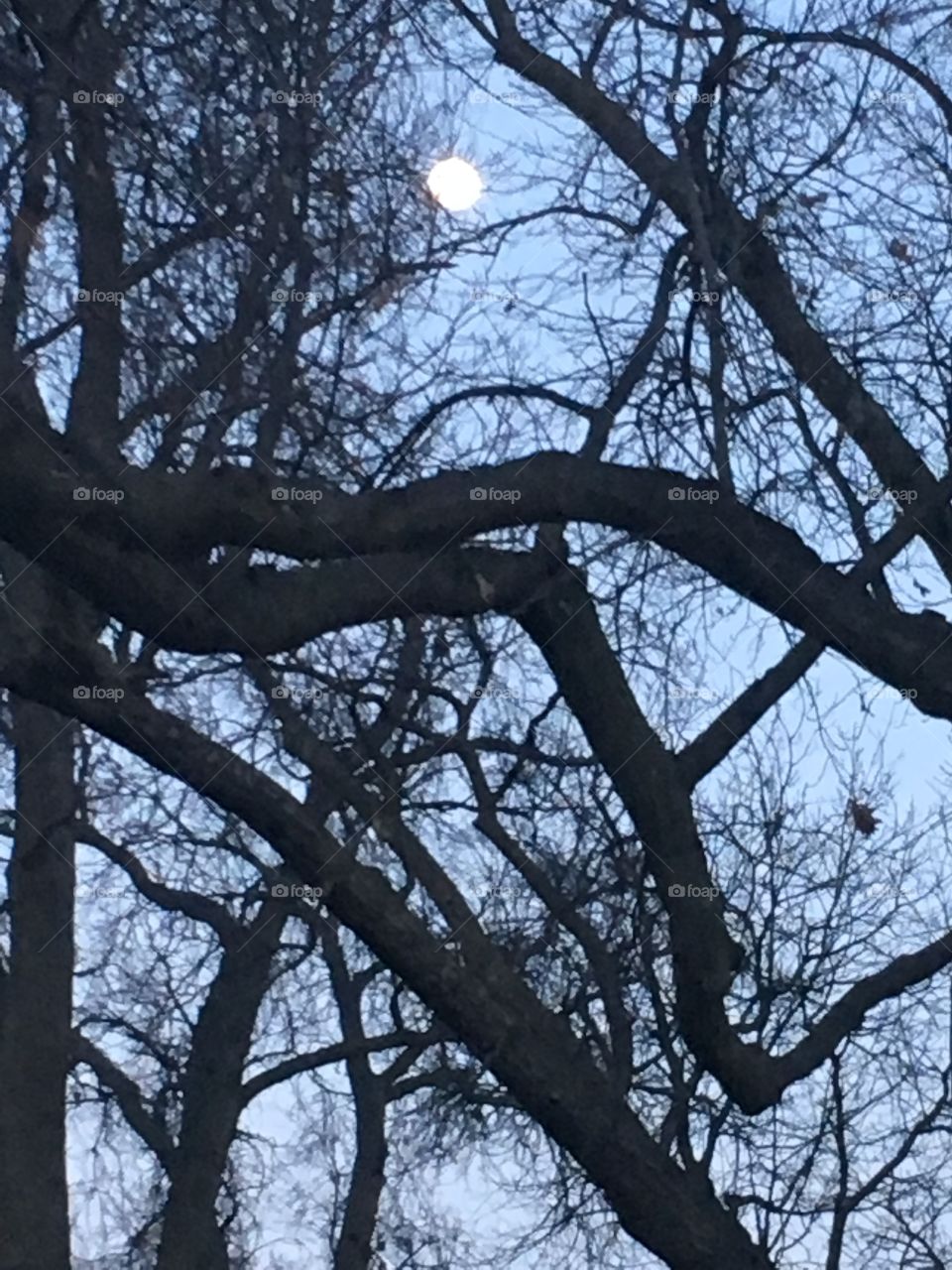 Moon through branches