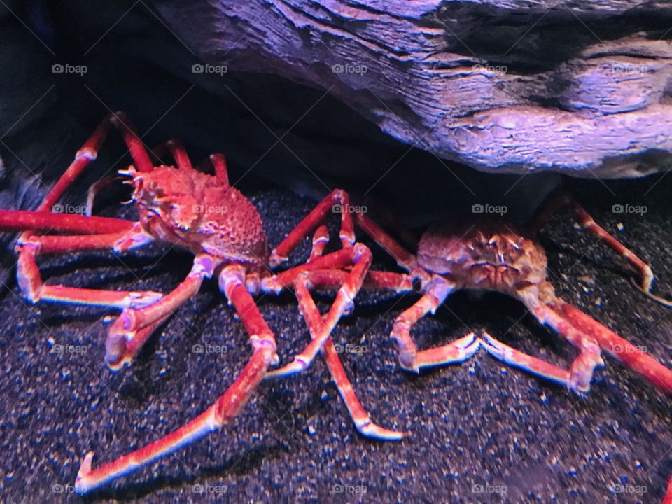 Crab