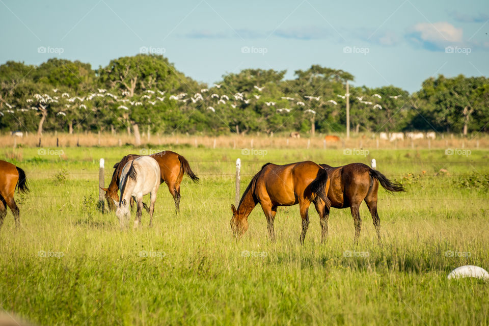Cavalos pastando no pantanal 
