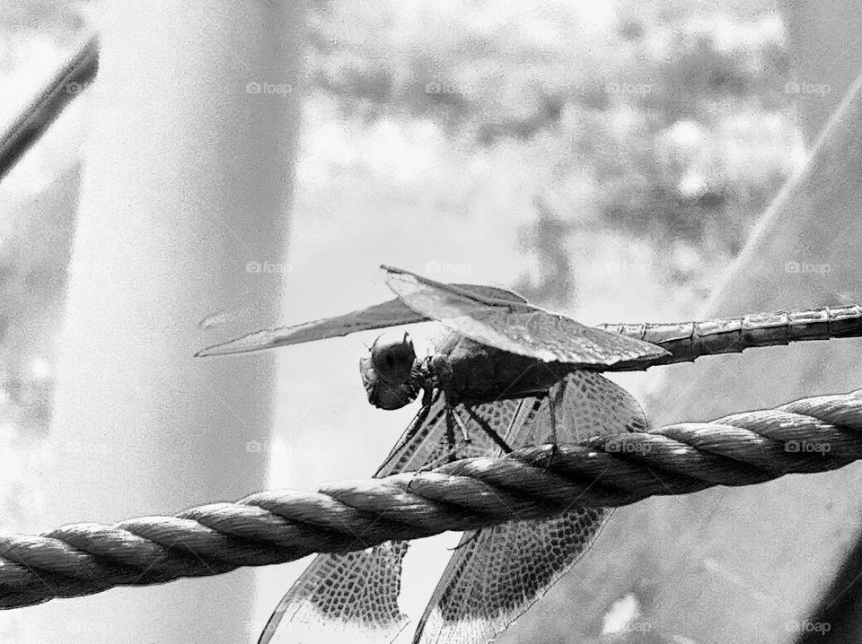 Dragonfly