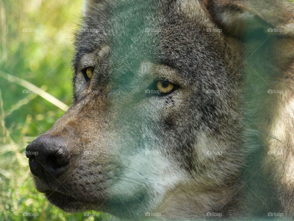 Wolf portrait