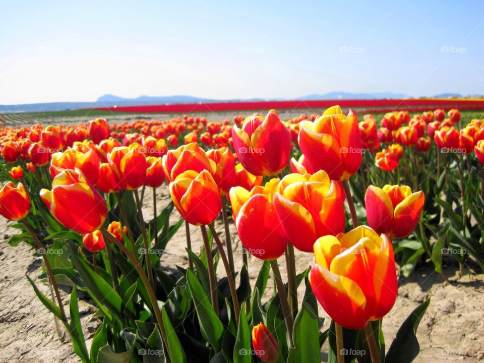 Close-up of tulip flowers