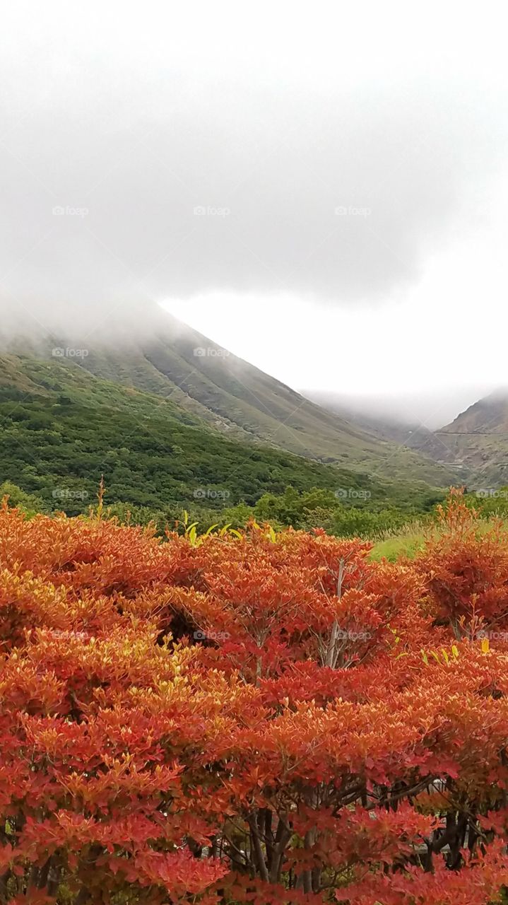 Fall foliage