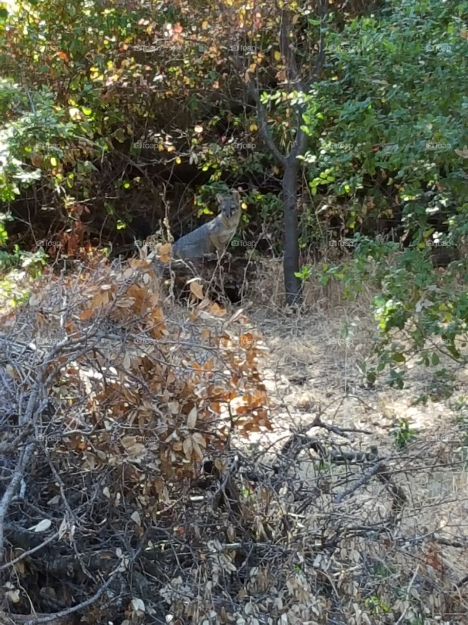 California grey fox