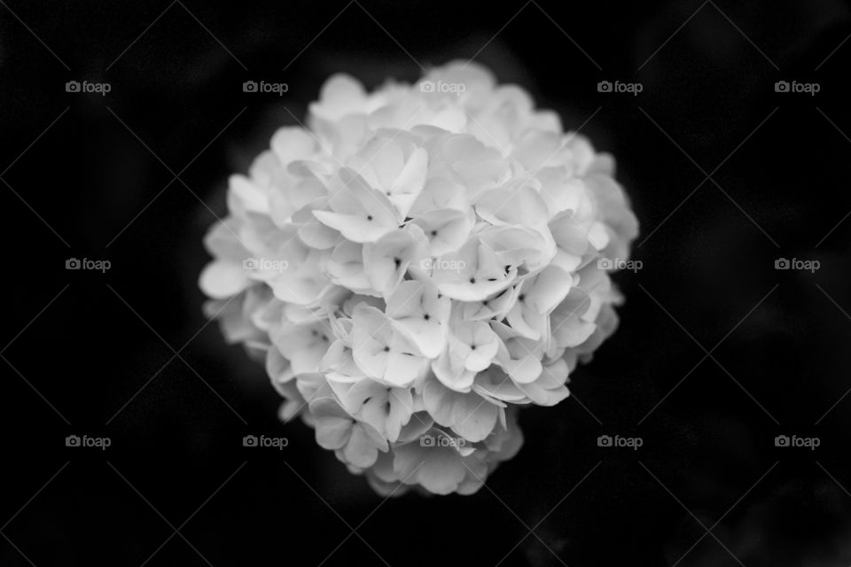 Snowball Blossom
