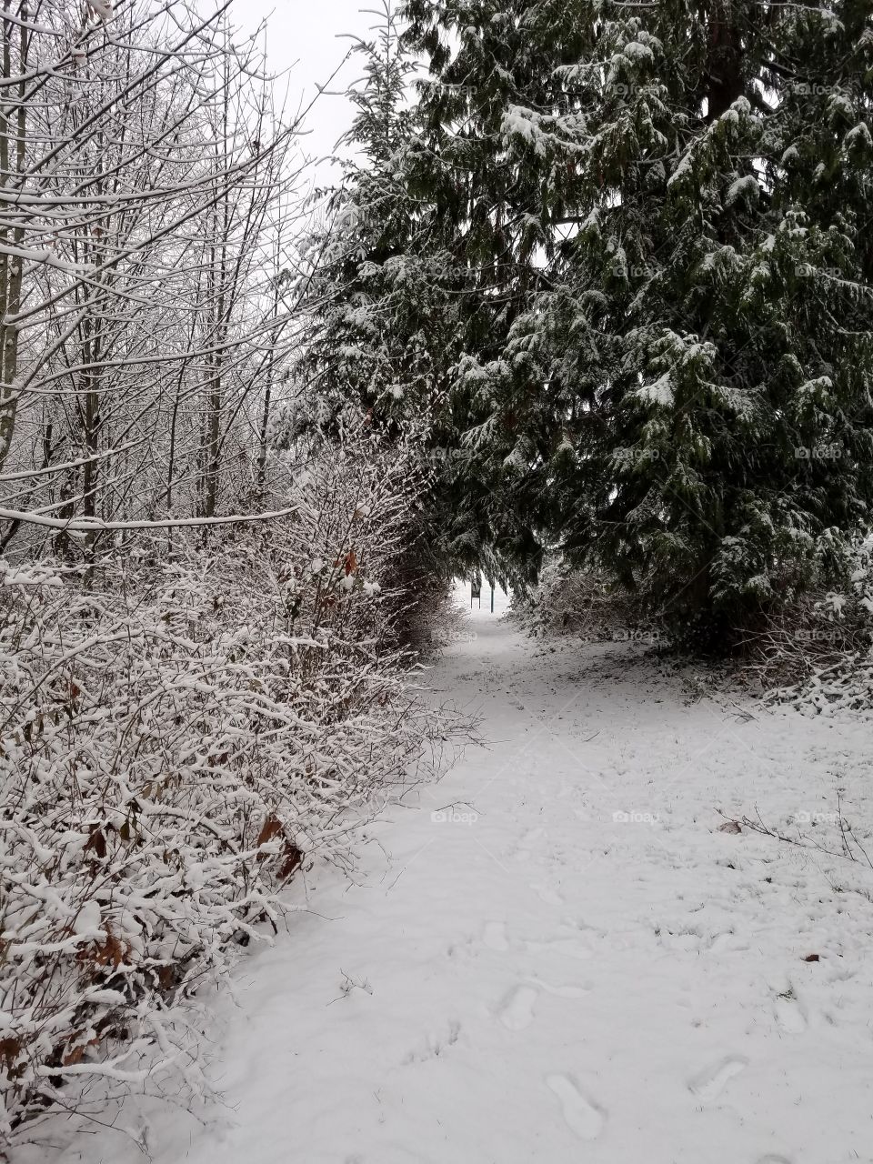Snow covered trail in Washington state.