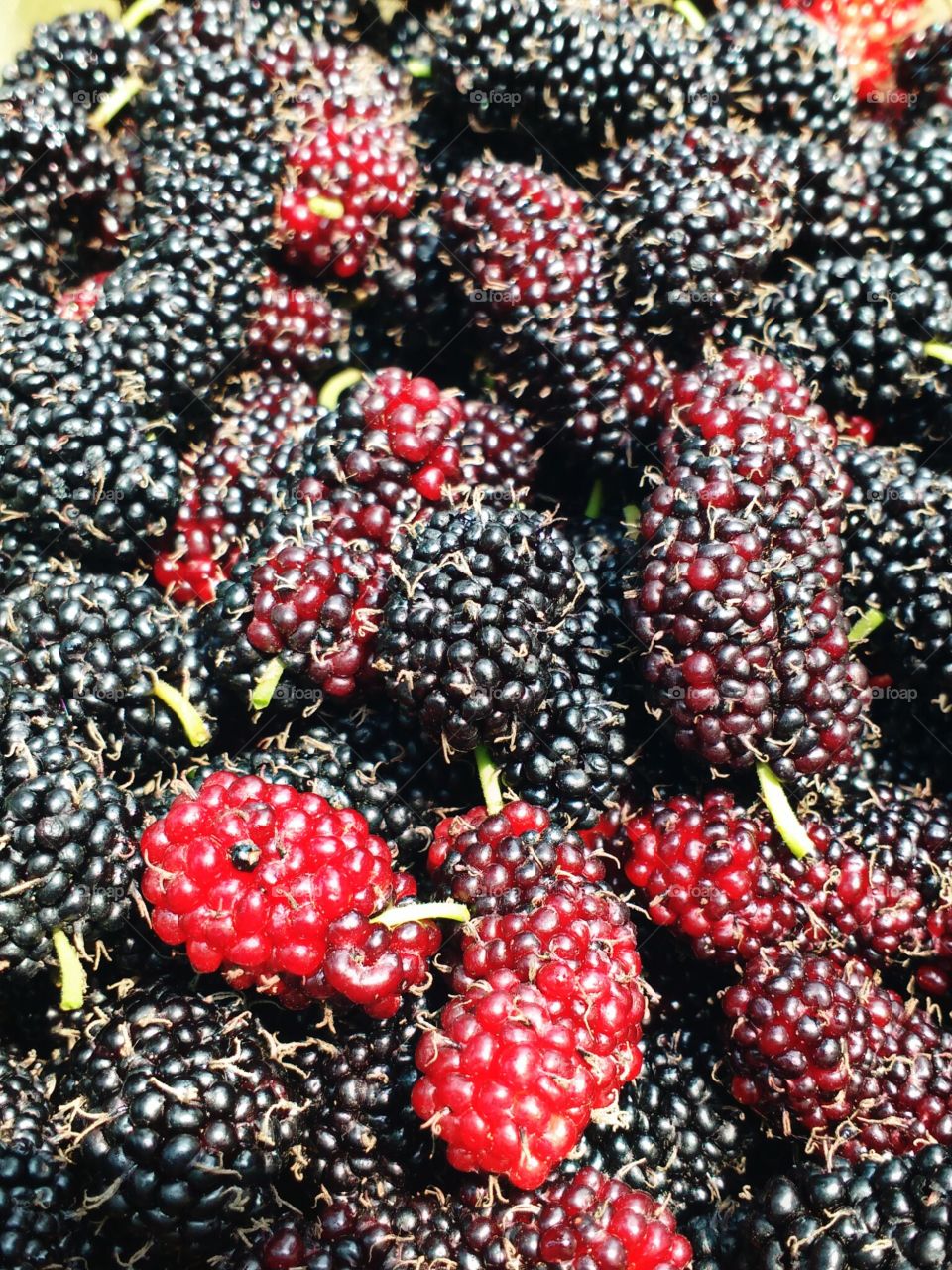 mulberries