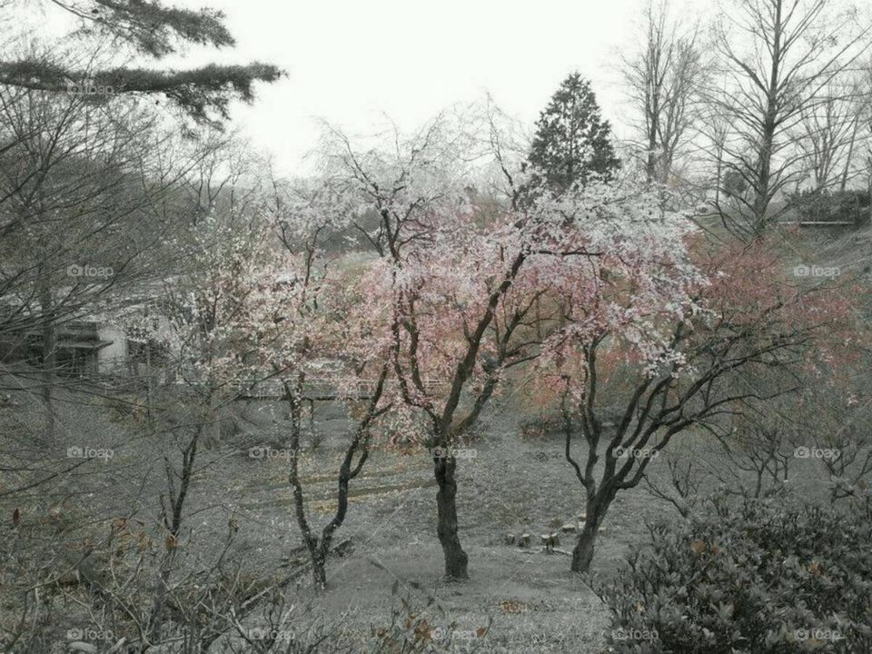Blossomed Sakura