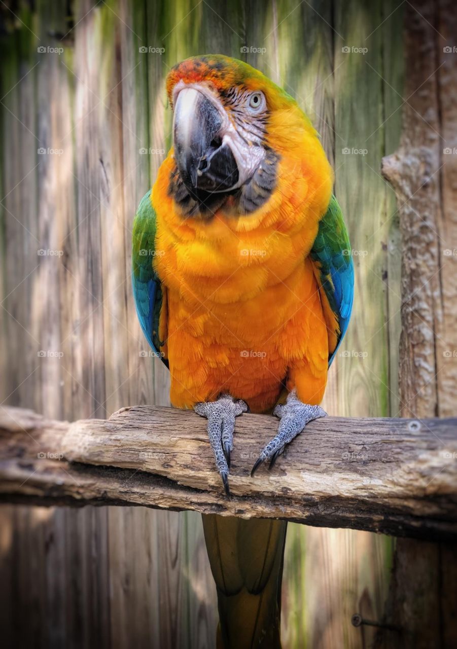 Parrot
