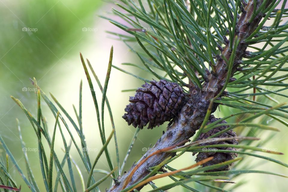 Pine cone attached to branch with blurred background 