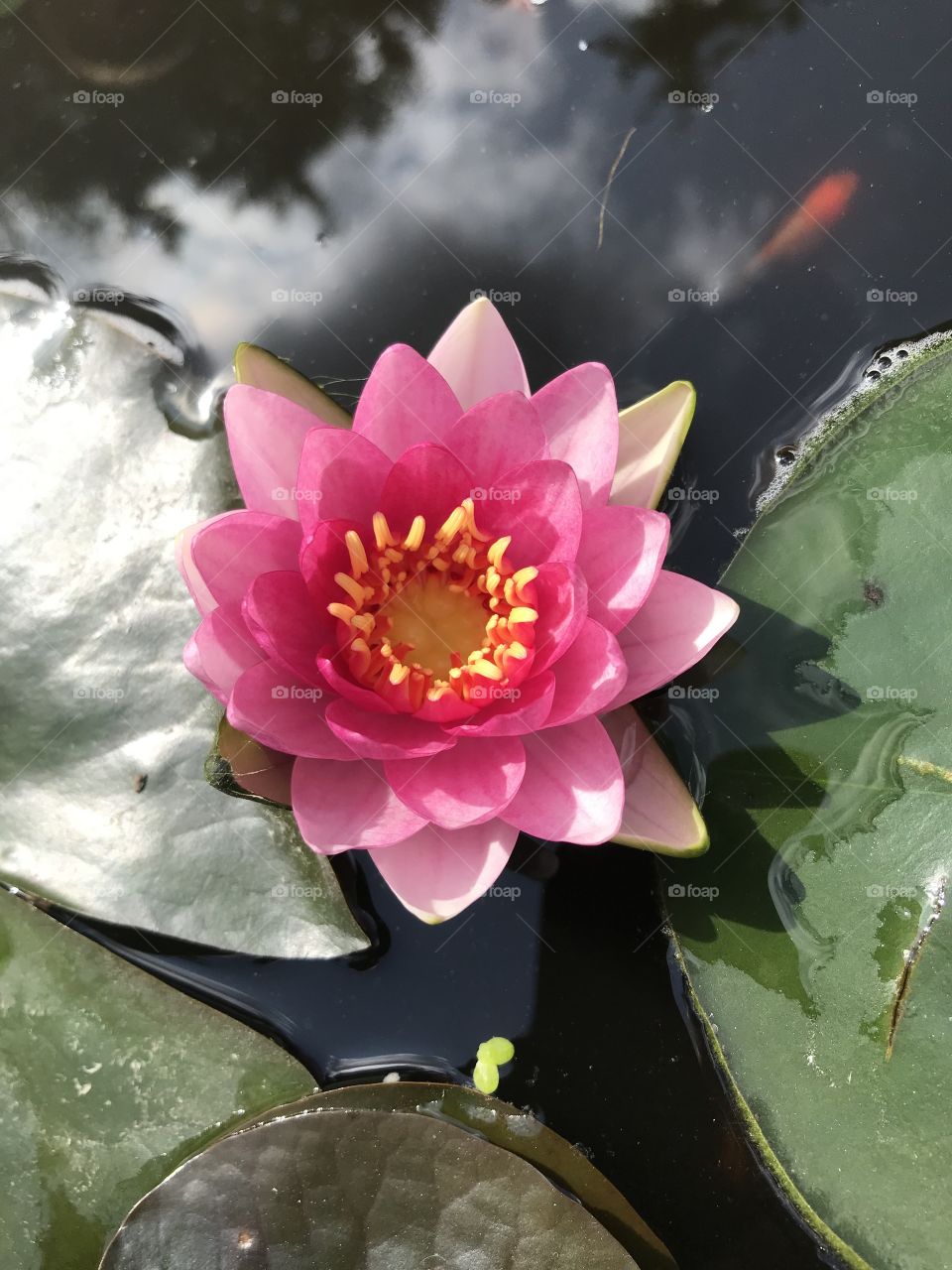 Water lily in the pond
