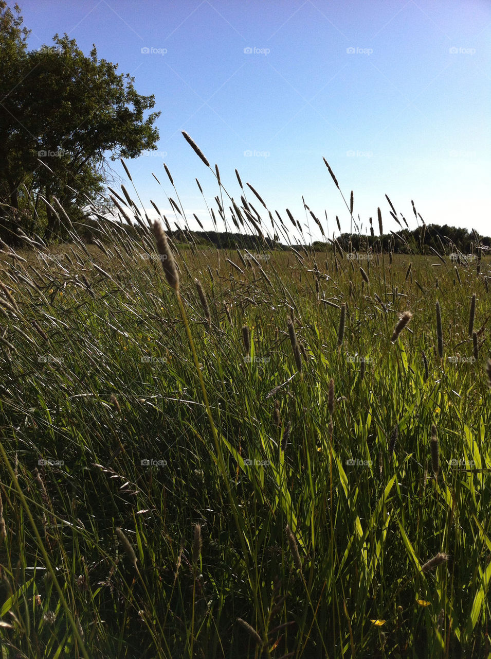 green grass sommar summer by ingelad