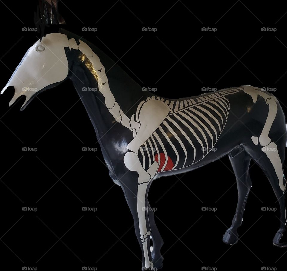 life-size model of horse skeleton