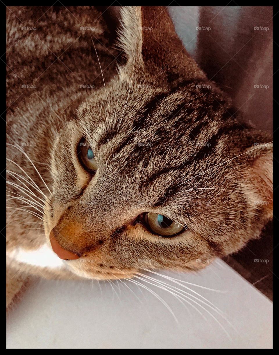 Portrait of An Adorable Cat Named Biscuit.