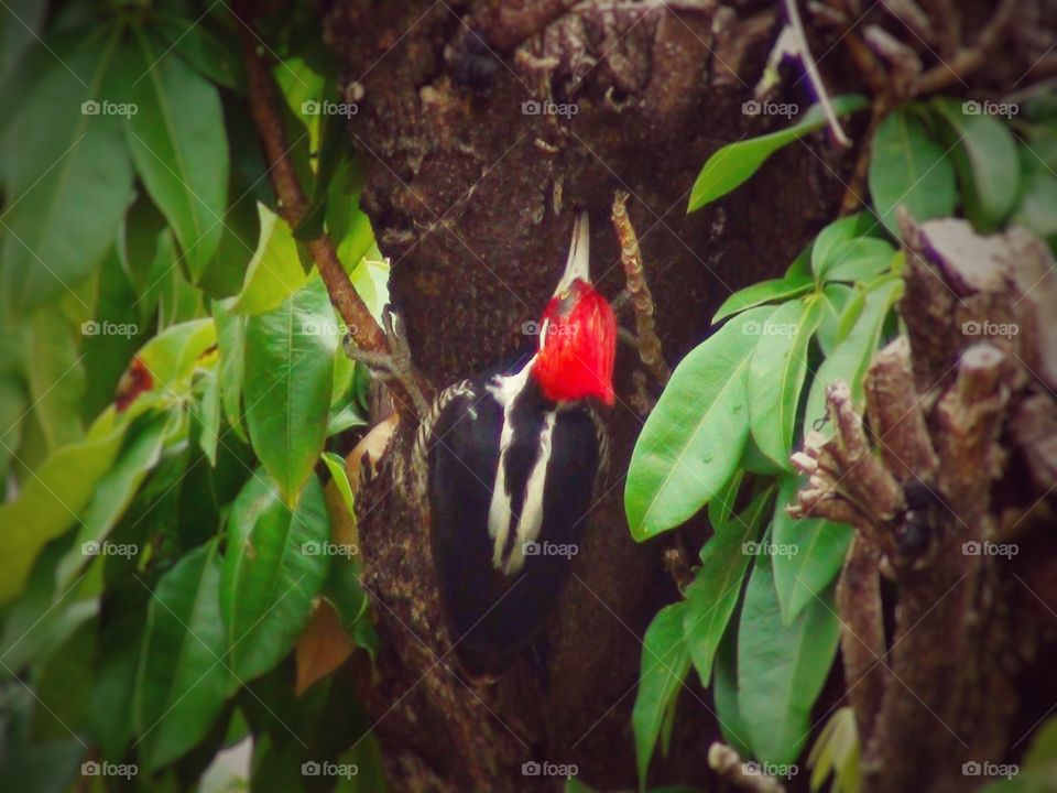 Woodpecker in Tree