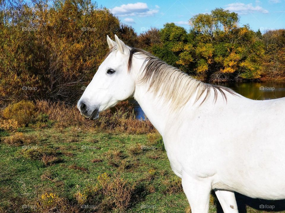 Horse in Fall