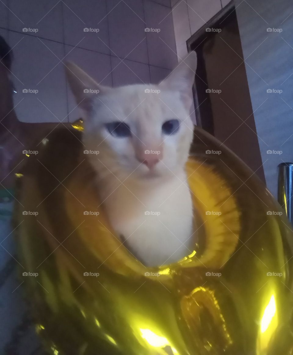 Colora of 2021: Ultimate Gray & Illuminaling