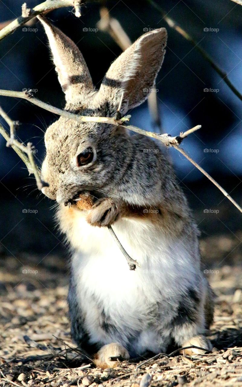 Rabbit Eating from a Branch