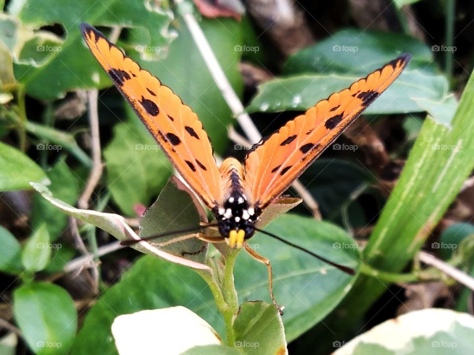 The front of the butterfly.