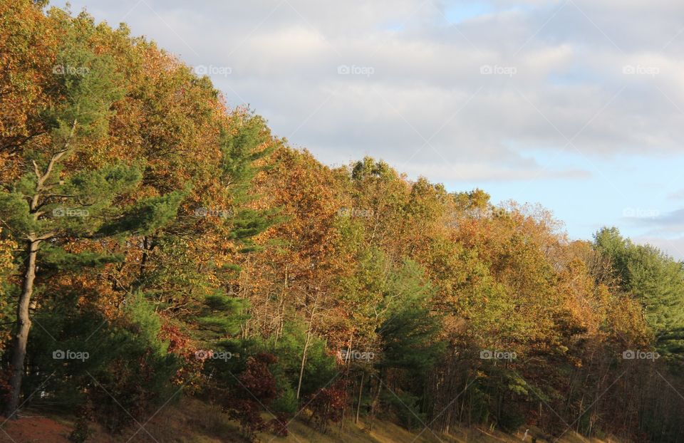 Autumn trees