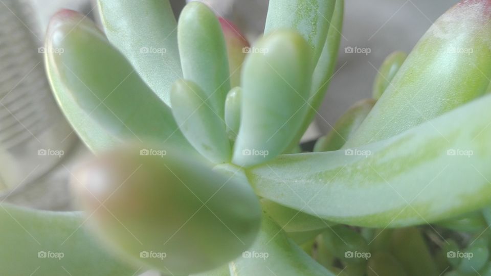 succulent in macro shot