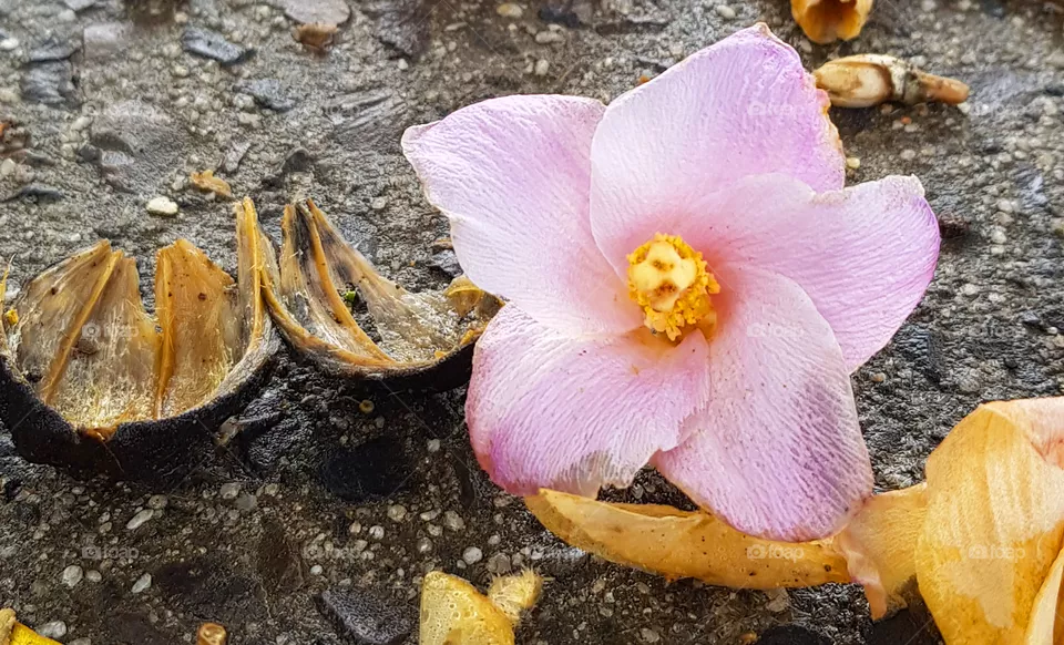 Last bloom
