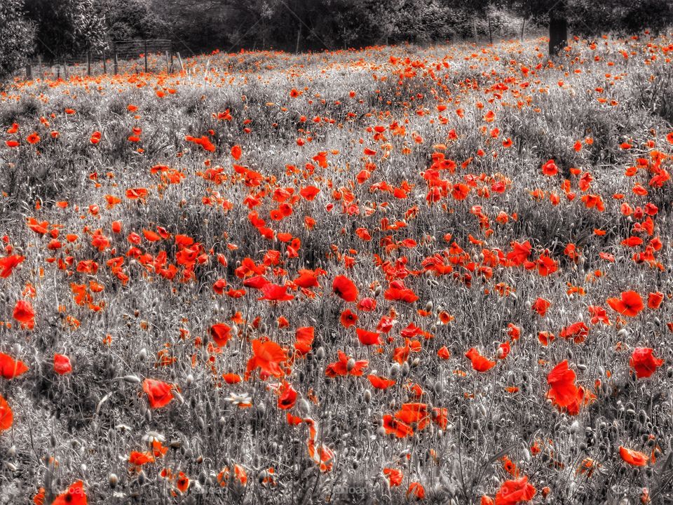 Poppy field