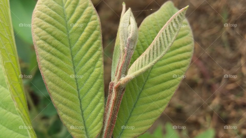 gavava leaf