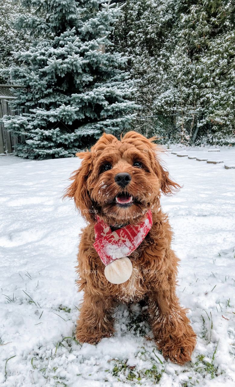 Snowy pup 