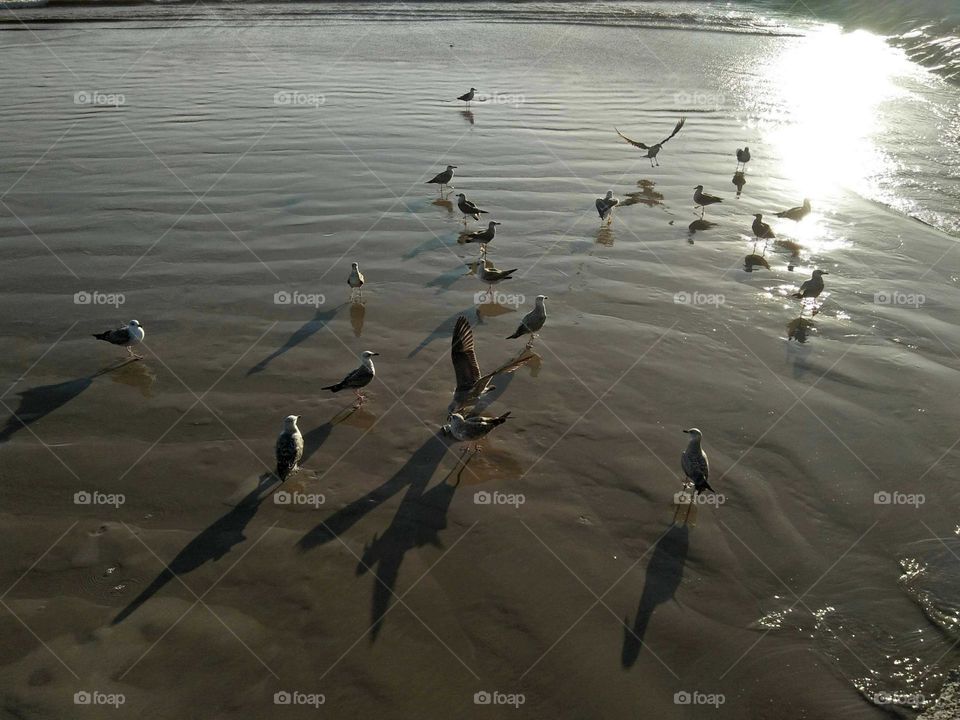 Beautiful seagulls near the beach.