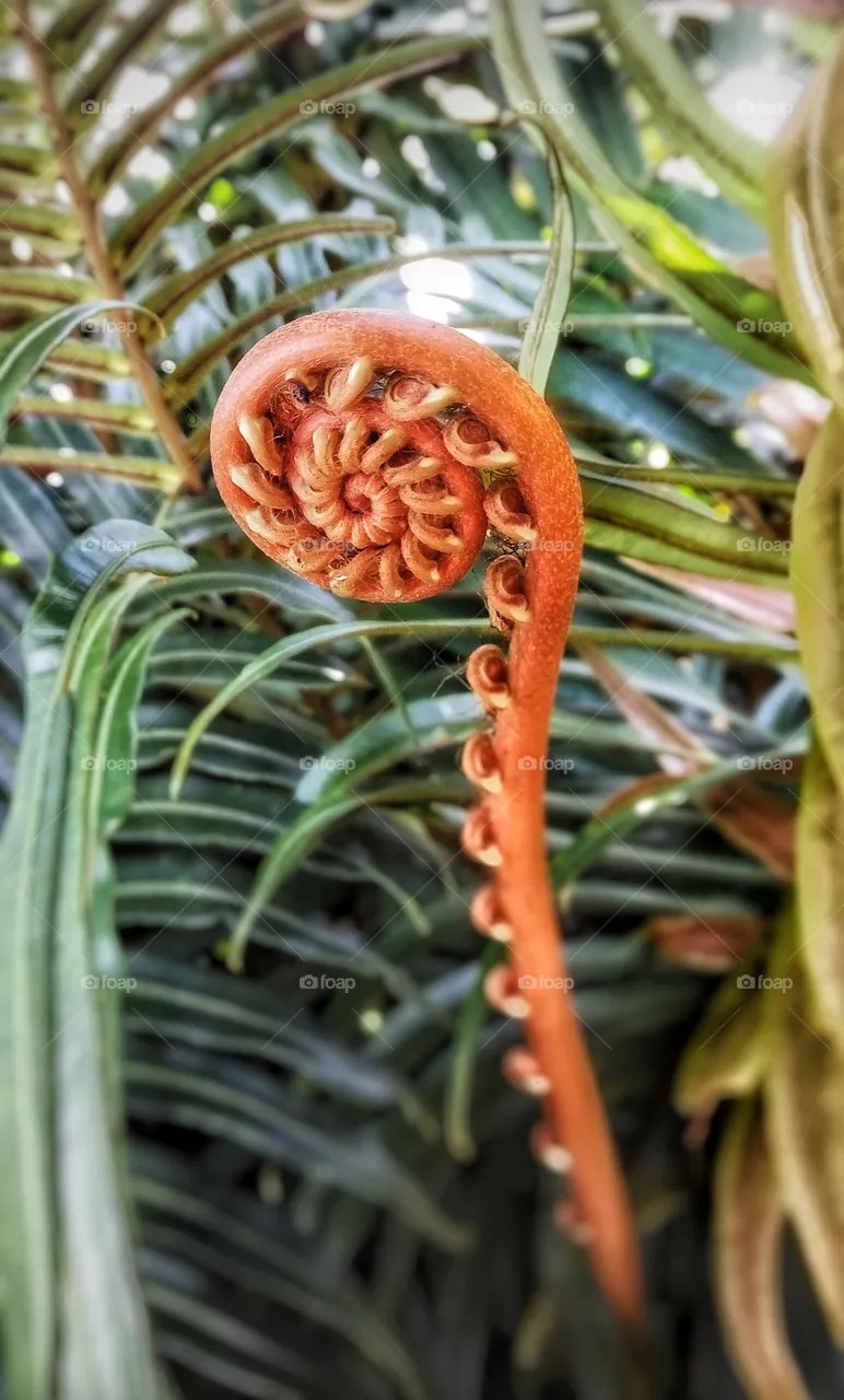 fern