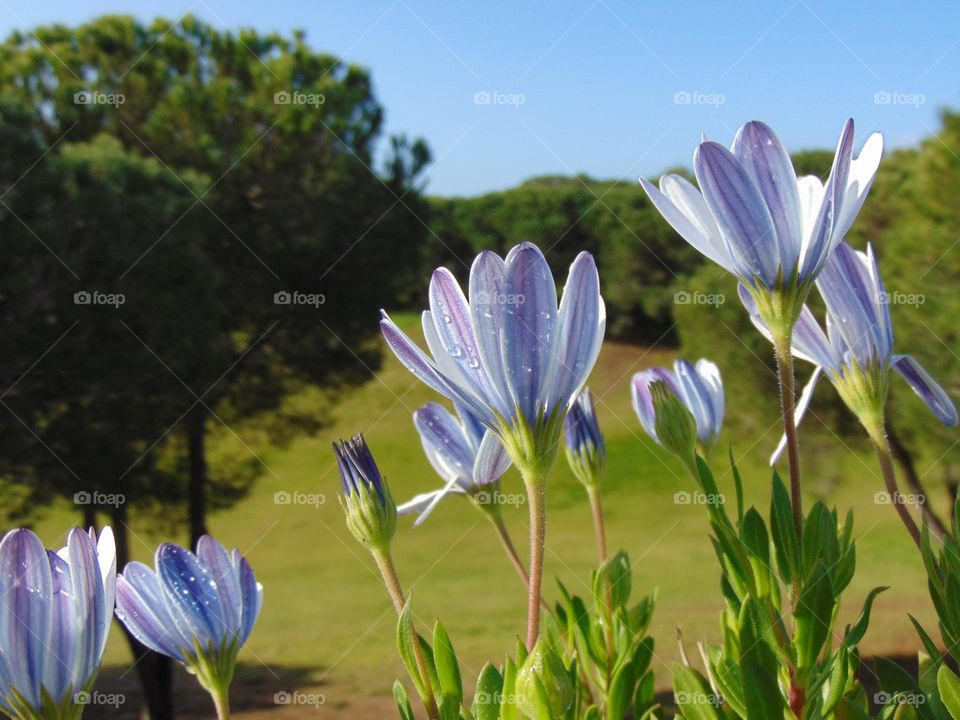 Springtime at early morning
