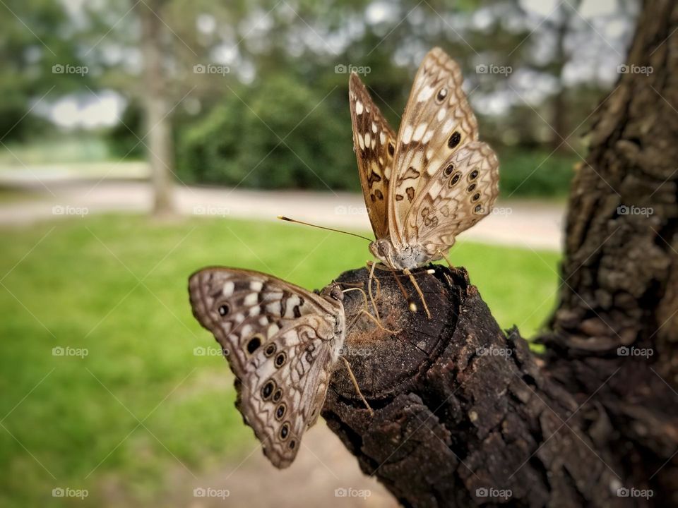 Teo Butterflies Sharing Sap from a Tree