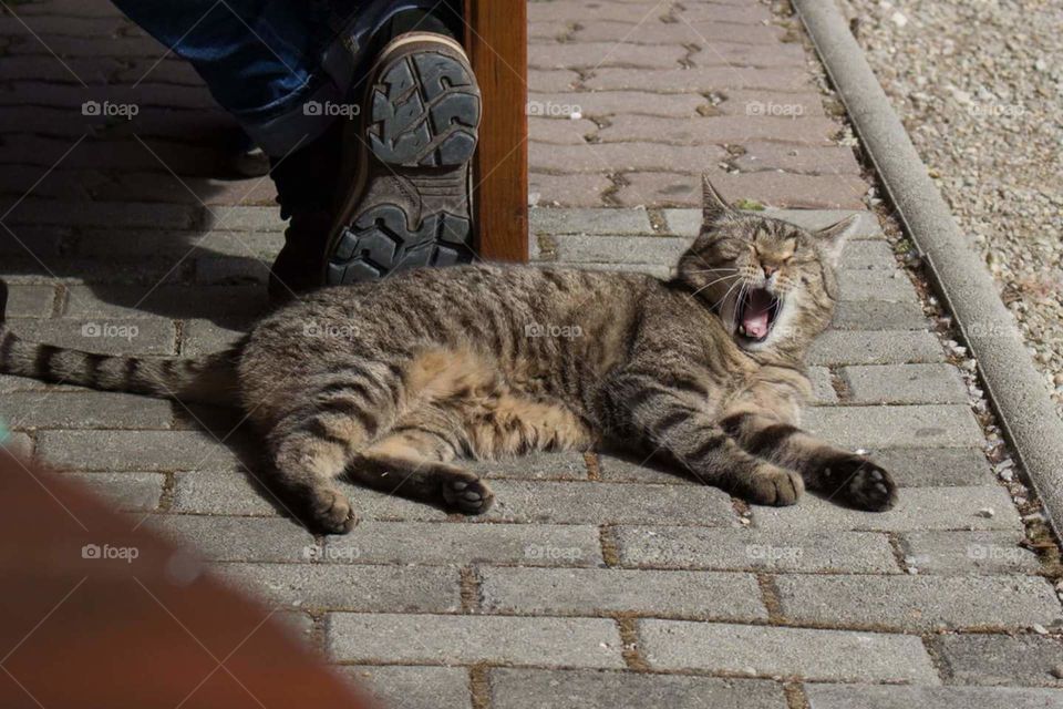 Cat's yawn